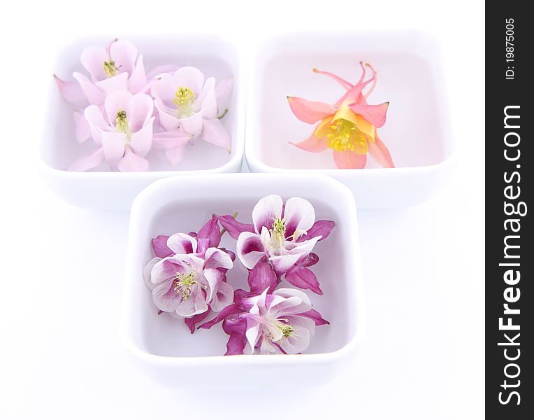 Columbine flowers floating in bowls on white background. Columbine flowers floating in bowls on white background