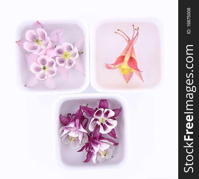 Columbine flowers floating in bowls on white background