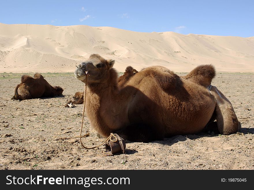 A camel resting in the Gobi desert in Mongolia. A camel resting in the Gobi desert in Mongolia