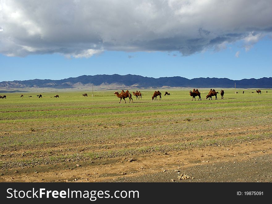 A herd of camels in the steppes of Mongolia. A herd of camels in the steppes of Mongolia