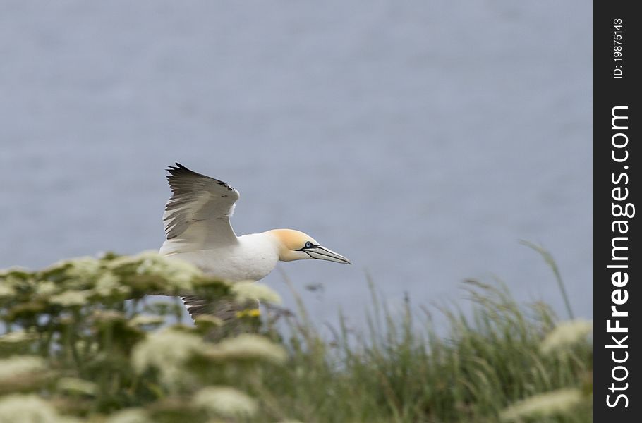 Gannet A Beautiful sea bird in flight