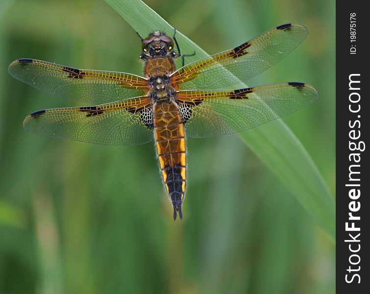 Four-Spotted Chaser Dragonfly 4