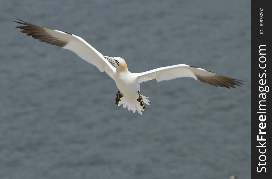 Gannet A Beautiful sea bird in flight