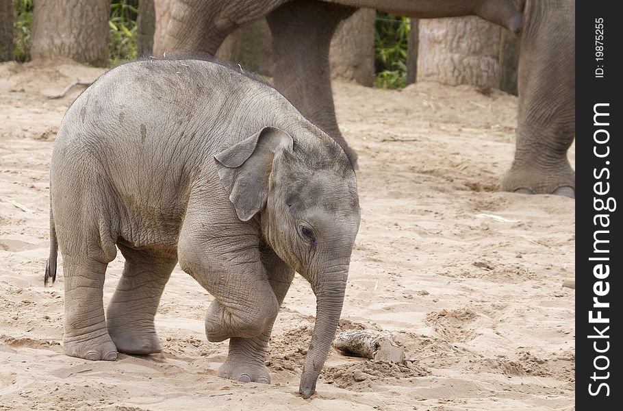 Elephant Baby walking near its mother closeup