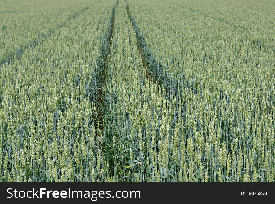 Tracks inside a field of Rye during Summer, soft colours