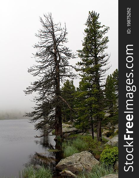 Foggy Lake With Pines