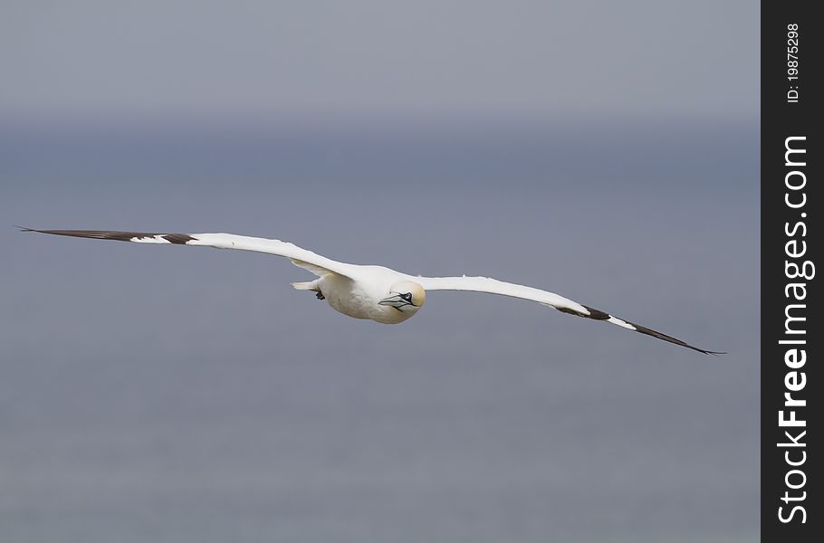 Gannet A Beautiful sea bird in flight