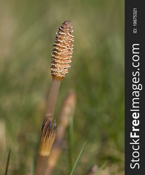 Field Horsetail Flower in the wild closeup