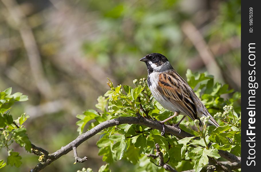 Reed Bunting ( Emberiza schoeniclus )