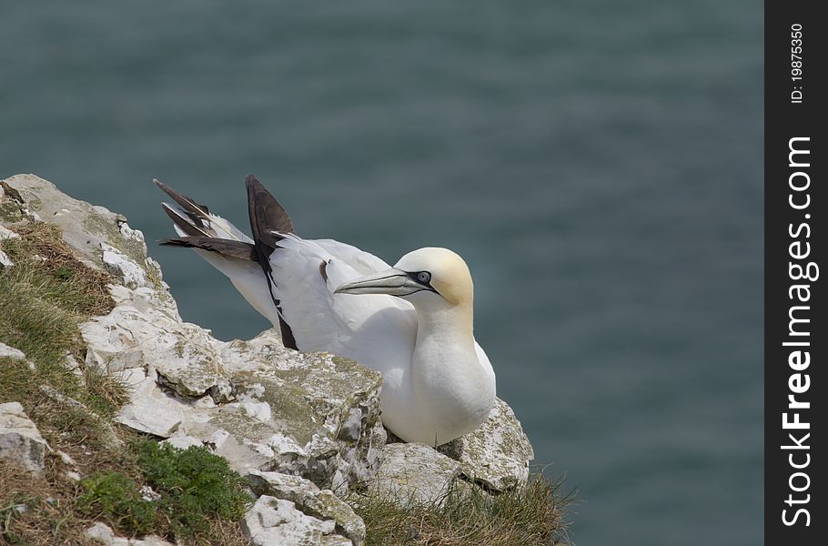 Gannet A Beautiful sea bird in nesting