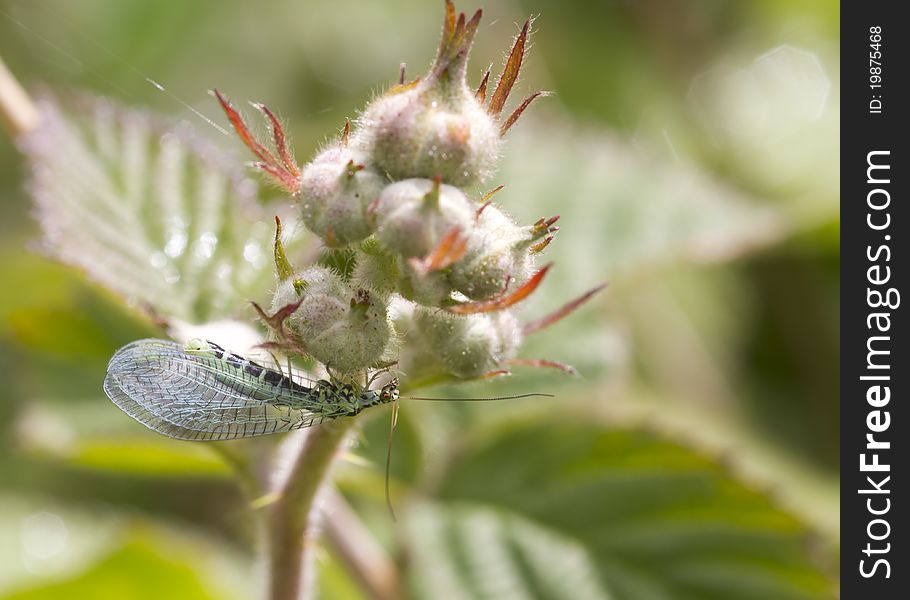 Lacewing fly feeding on a flower bud