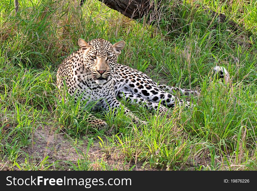 Adult male african leopard lying down in grass in Sabi Sand nature reserve, South Africa