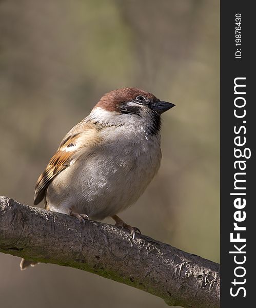 Tree Sparrow perched on a branch in the wild. Tree Sparrow perched on a branch in the wild