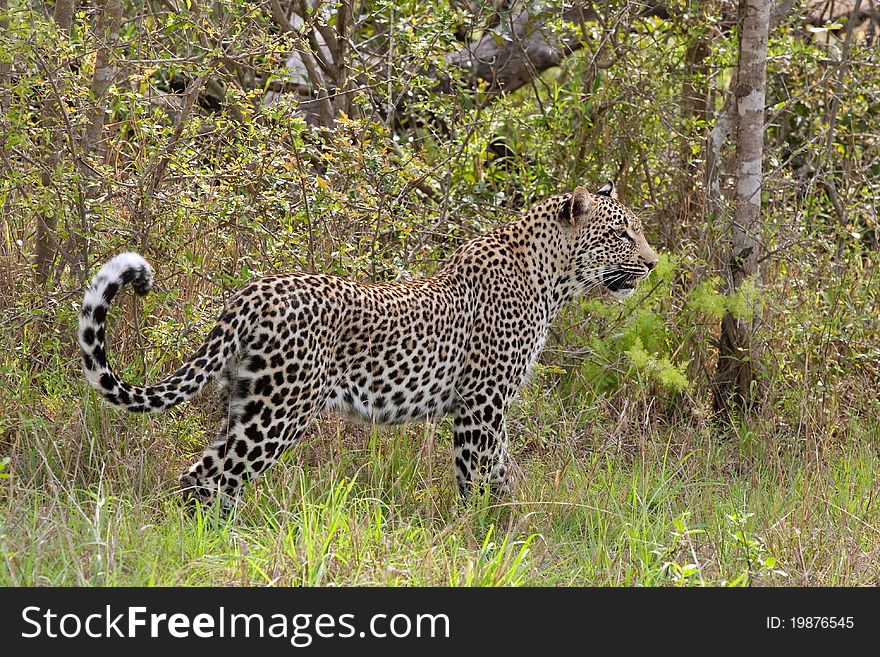 Young adult male leopard in grass in Sabi Sand nature reserve, South Africa. Young adult male leopard in grass in Sabi Sand nature reserve, South Africa