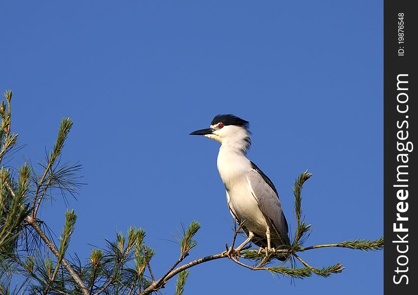 A Black-crowned Night Heron (Nycticorax nycticrax) perched in a pine tree.Lancaster County,Pennsylvania,USA. A Black-crowned Night Heron (Nycticorax nycticrax) perched in a pine tree.Lancaster County,Pennsylvania,USA.