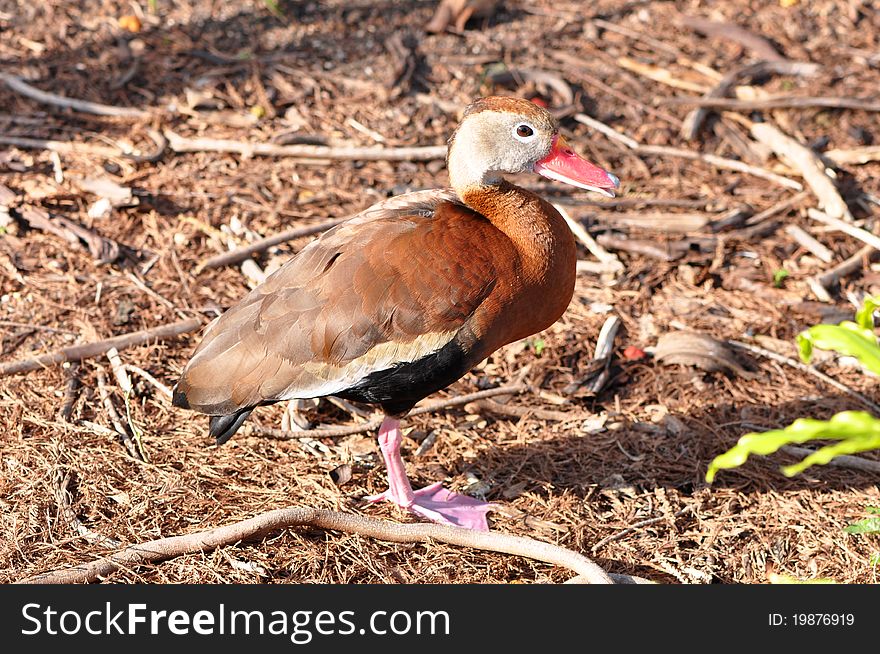 A single black bellied whistling duck (dendrocygna Autumnalis)