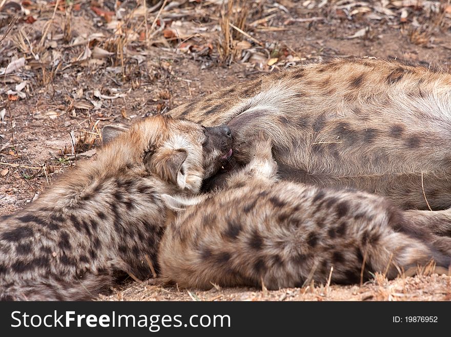 Spotted hyena in Kruger National Park, South Africa, baby suckling. Spotted hyena in Kruger National Park, South Africa, baby suckling