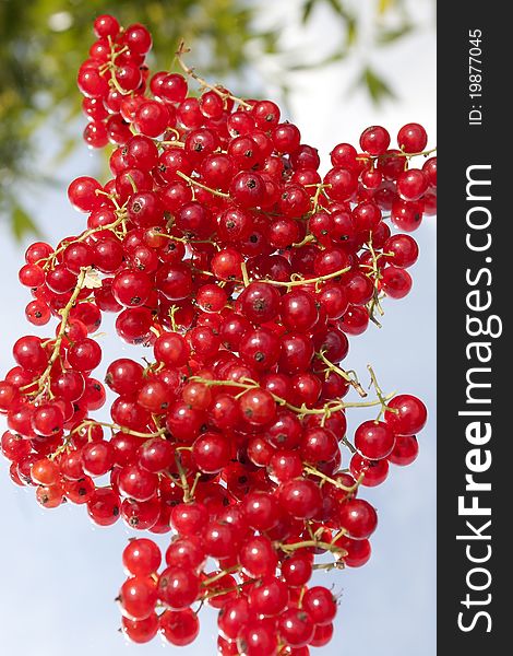 Red currant