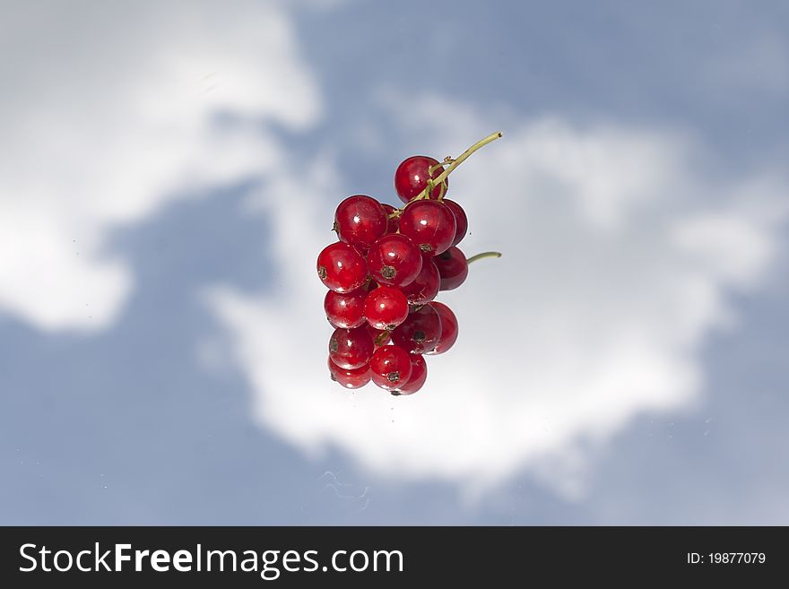 Red Currant Still Life