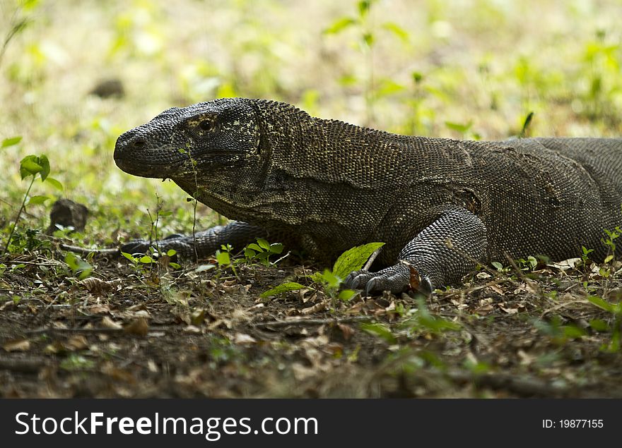Komodo, or the Dragon from Flores Indonesia. Komodo, or the Dragon from Flores Indonesia