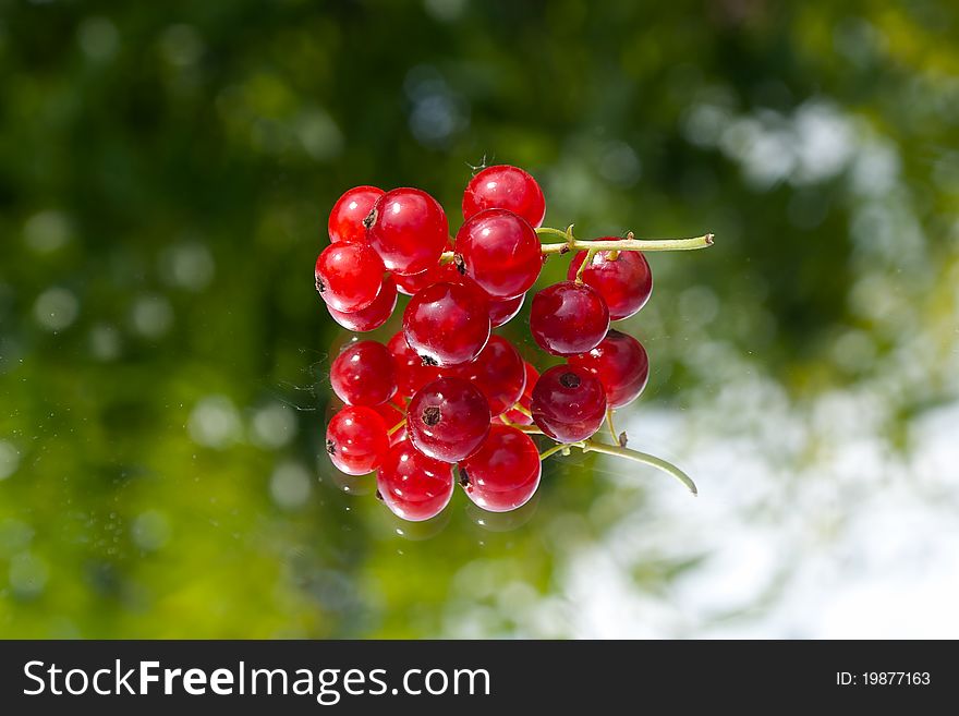 Red currant still life on green backround