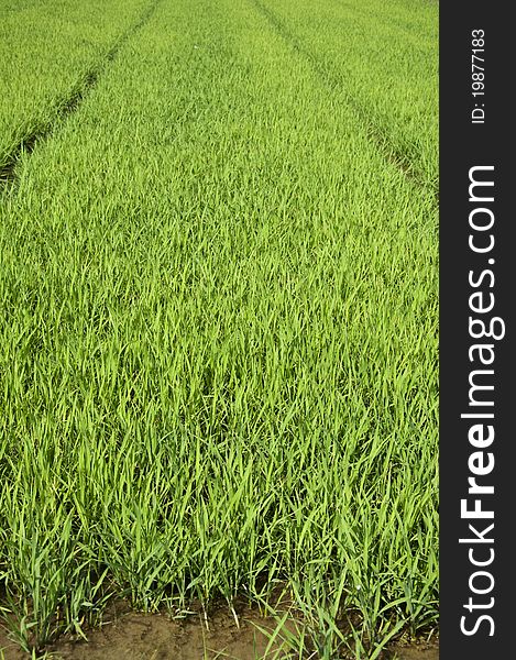 Newly planted rice seedlings, agriculture