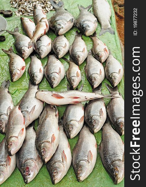 Freshwater fishes arranged for sale in a fish market
