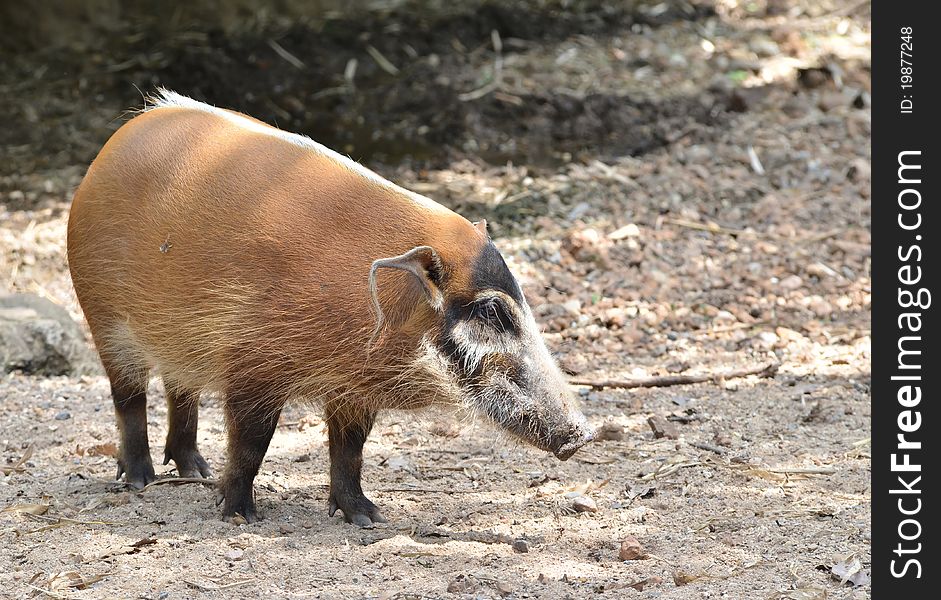 Res river hog, african wild life