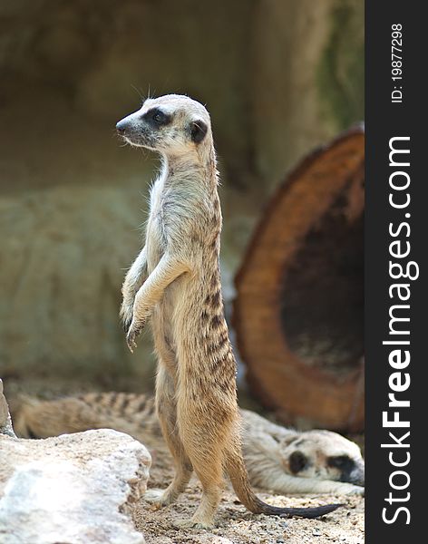 Meercat activity in the zoo