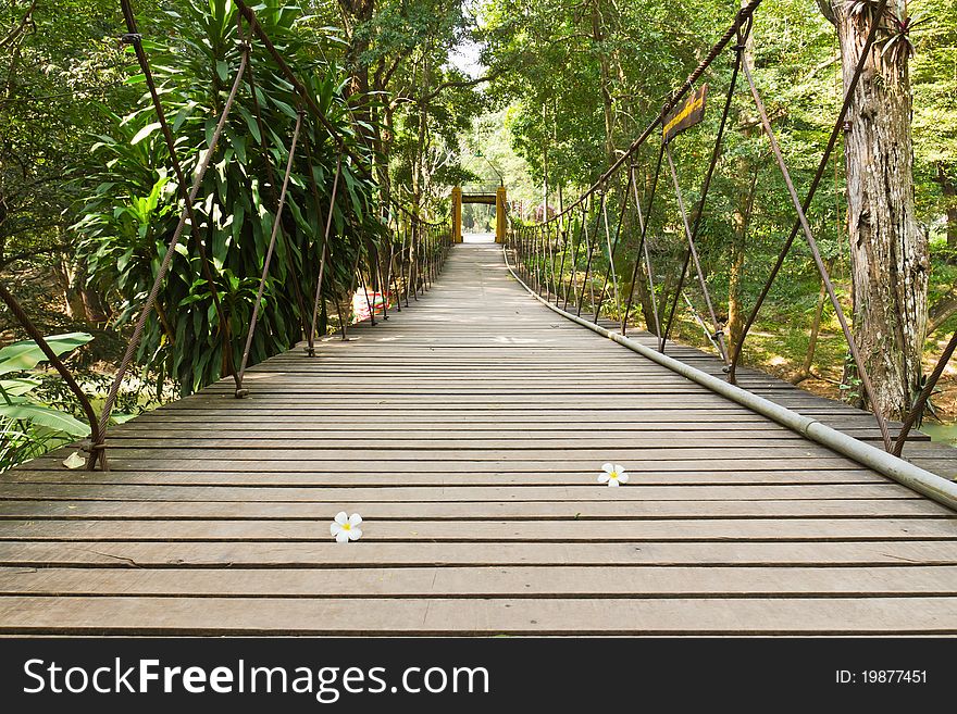 Rope walkway through the treetops in a rain forest