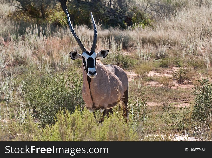 Gemsbok oryx in the kalahari desert in the Kgalagadi Transfrontier Park in South Africa. Gemsbok oryx in the kalahari desert in the Kgalagadi Transfrontier Park in South Africa