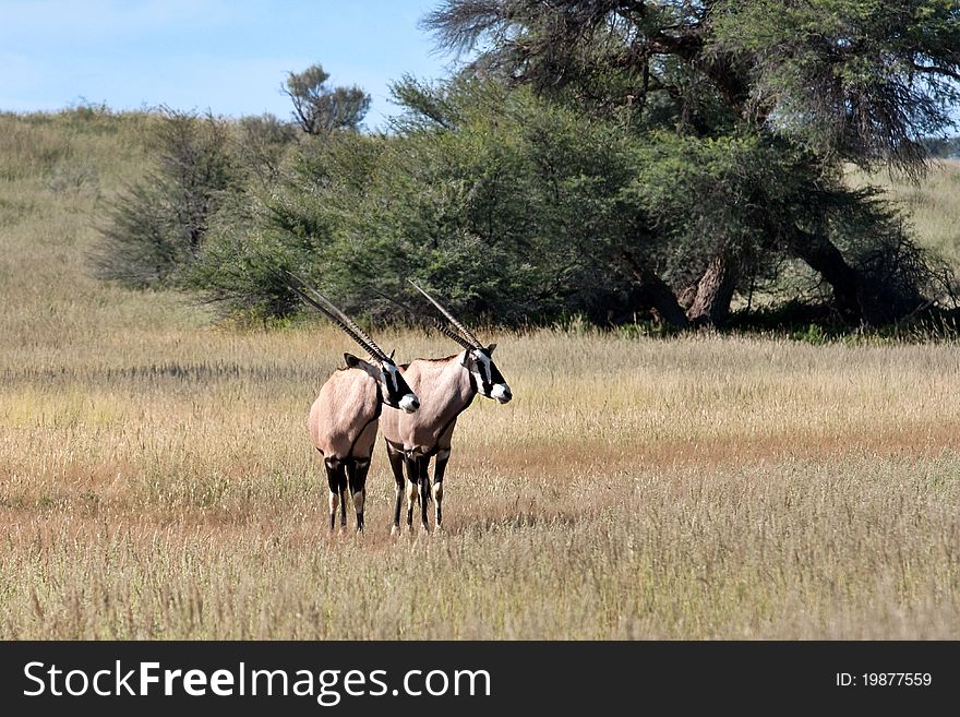 Gemsbok In Kalahari