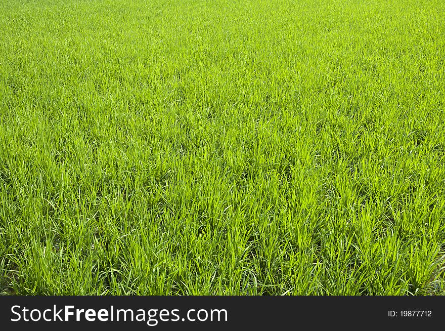 Newly planted rice seedlings, agriculture