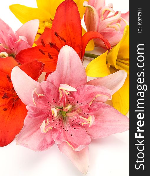 Color lilies on a white background