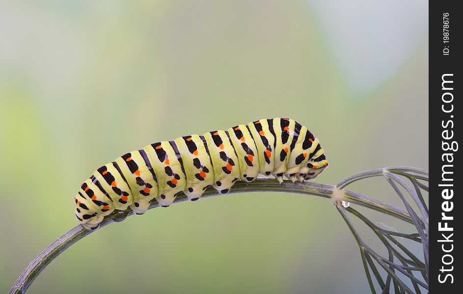 Old World Swallowtail (Papilio machaon) caterpillar on dill. Old World Swallowtail (Papilio machaon) caterpillar on dill