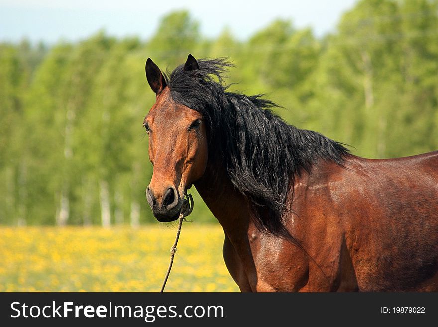 The brown horse on a pasture in the years(summer) solar afternoon