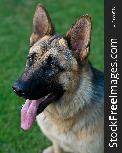 Detail of German shepherd in grass. Detail of German shepherd in grass