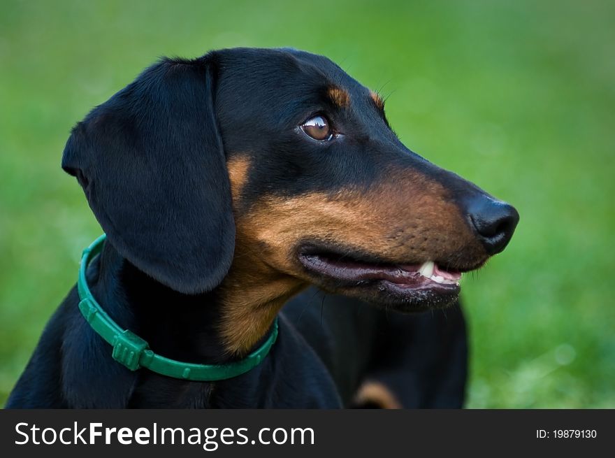Black dachshund head