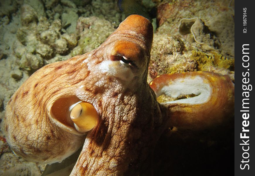 A closeup view of a big octopus in maldivian coral reef, near Bathala Italian name: Polipo english name: octopus scientific name: Octopus vulgaris. A closeup view of a big octopus in maldivian coral reef, near Bathala Italian name: Polipo english name: octopus scientific name: Octopus vulgaris