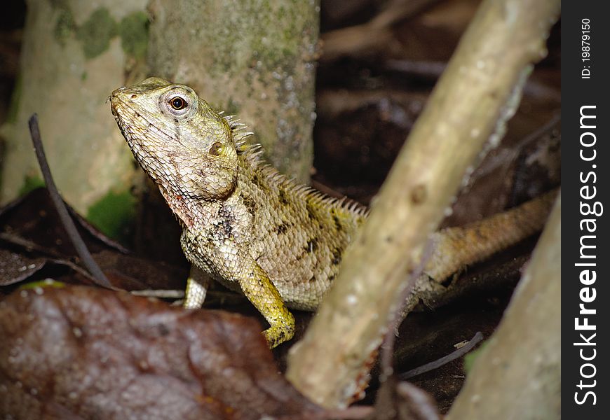 A Maldivian lizard hiding among the branches and leaves of the garden. A Maldivian lizard hiding among the branches and leaves of the garden