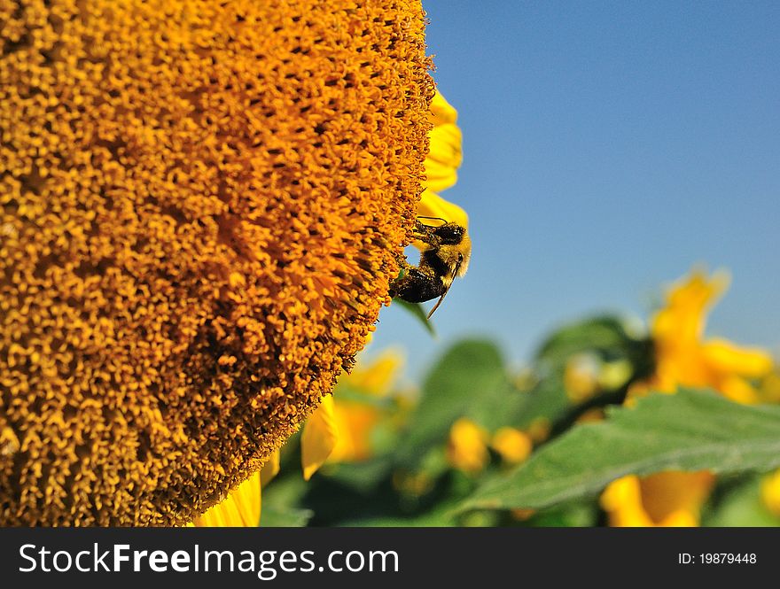 A Closeup shot of a bumblebee (Bombus spp.) looking for nectar on a sunflower (Helianthus annuus) head. A Closeup shot of a bumblebee (Bombus spp.) looking for nectar on a sunflower (Helianthus annuus) head.