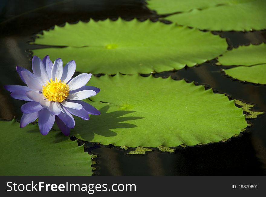 Water lily with blue petals and leaves floating on the water. Water lily with blue petals and leaves floating on the water