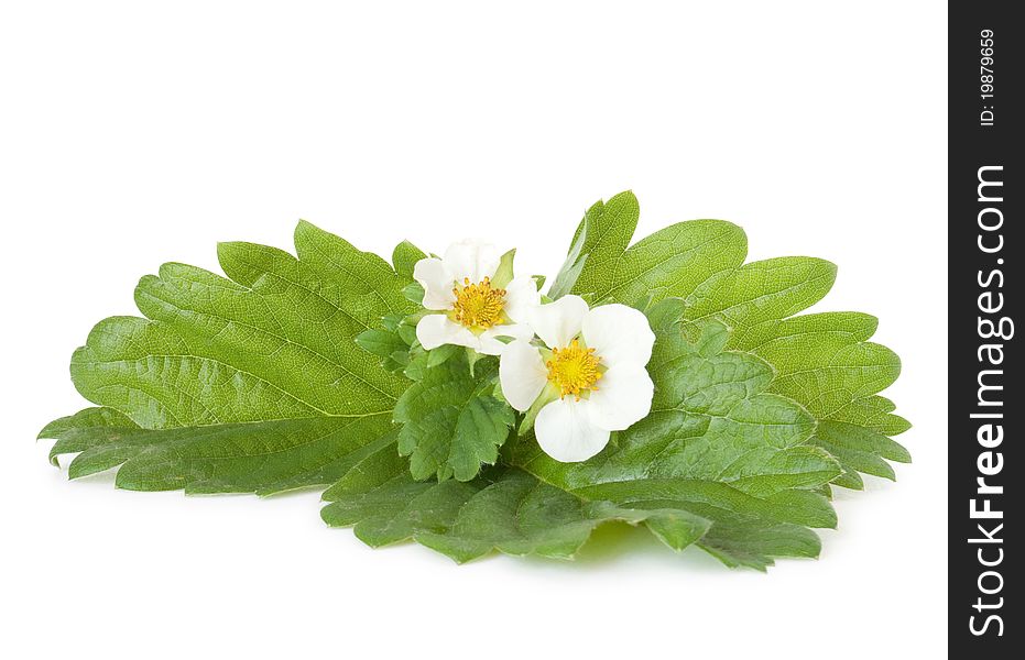 Strawberry Leafs With Flowers