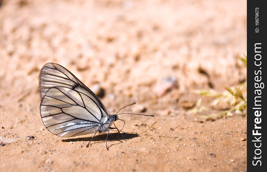 Large white butterfly on sand