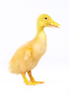 Yellow Duckling Stock Image