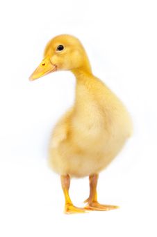 Yellow Duckling Royalty Free Stock Photos