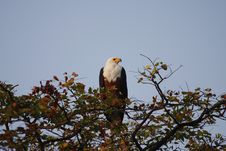 White Tailed Fish Eagle Stock Photography White Tailed Fish Eagle Stock Photography