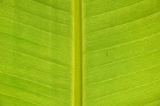 Tropical Green Leaf Background Royalty Free Stock Photography