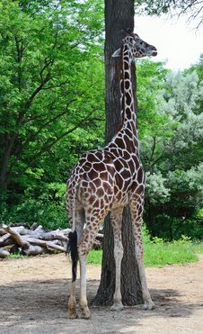 Tall Giraffe And Tall Tree Stock Photography