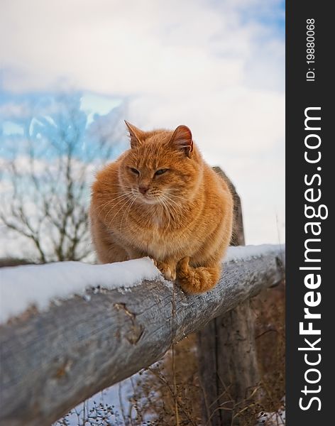 Red cat relaxing on a fence in the winter garden